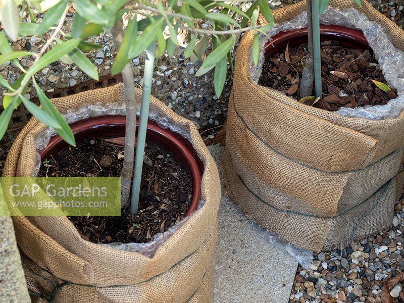 Pair of overwintered potted olive trees - wrapped in bubble wrap for insulation and burlap sacking for aesthetics.