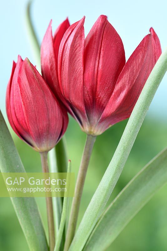 Tulipa humilis 'Lilliput' - Tulip 'Lilliput'