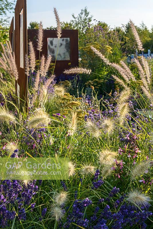 Pennisetum orientale 'Shogun' and Pennisetum villosum with Lavendula and COR-TEN steel screens. 'RNIB Community Garden', RHS Hampton Flower Show 2018