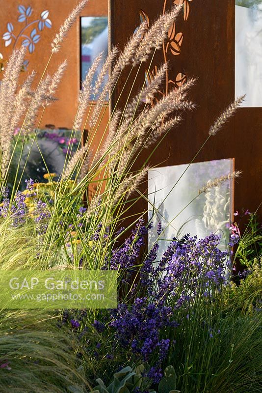 COR-TEN steel screen with Pennisetum orientale 'Shogun' and Lavendula angustifolia 'Hidcote. 'RNIB Community Garden', RHS Hampton Flower Show 2018.