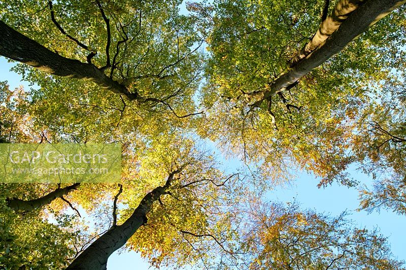 Fagus sylvatica - Beech trees 
