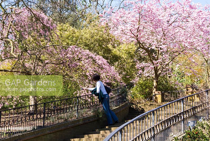 Steps down toward the trials field flanked by pink cherry blossom, Prunus pendula 'Pendula Rosea', AGM. RHS Garden Wisley, Woking, Surrey, UK