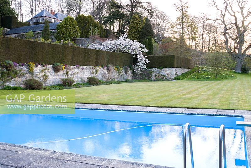 Swimming pool against backdrop of formal lawn and terrace wall featuring 
Prunus 'Taihaku' - great white cherry

