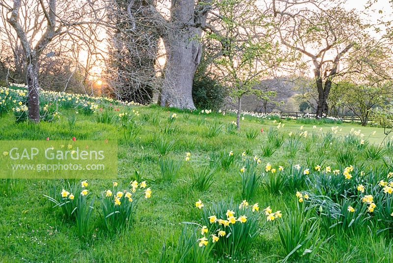 Long grass with naturalised planting of bulbs such as Narcissus - daffodils

 