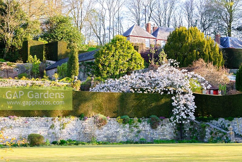 Formal lawn and clipped hedging above terrace wall softened by planting, such as 
Prunus 'Taihaku' - the great white cherry