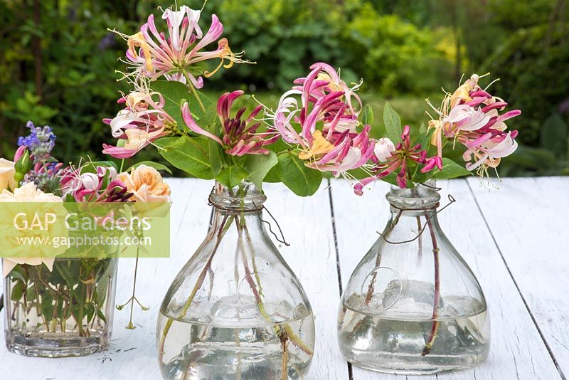 Cut flowers of Lonicera periclymenum 'Belgica' in glass vases. 