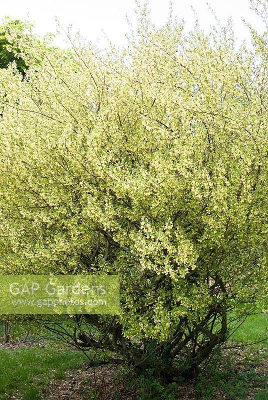 Eleagnus multiflora. Sir Harold Hillier Gardens, Hampshire, UK