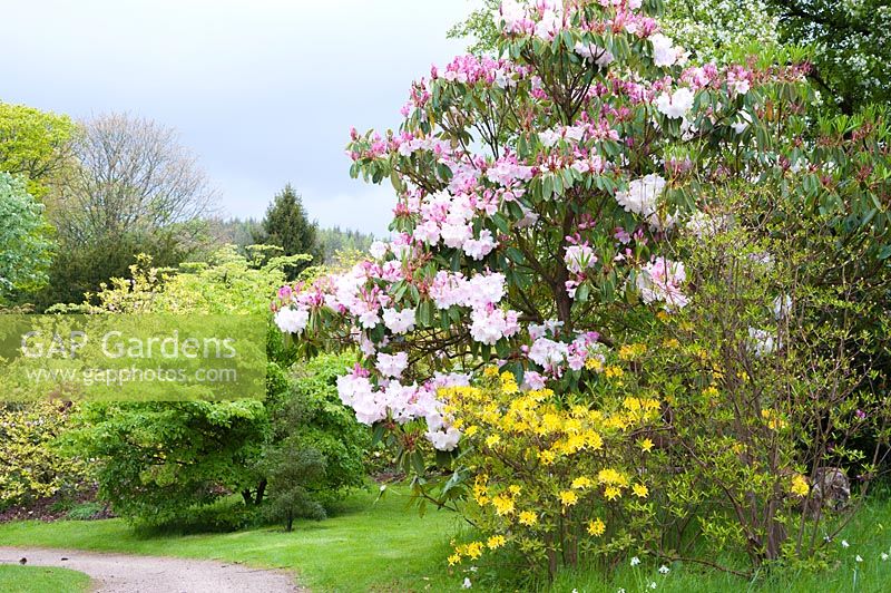 Pink Rhododendron 'Loderi' Group with scented yellow form below. Holker Hall, Grange over Sands, Cumbria, UK