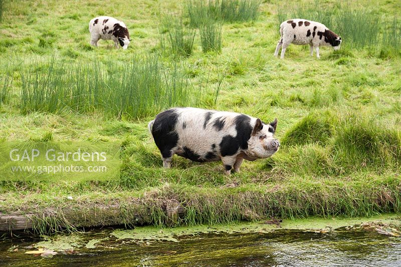 Pigs and sheep graze beside the river. Heale House, Middle Woodford, Salisbury, Wilts, UK. 