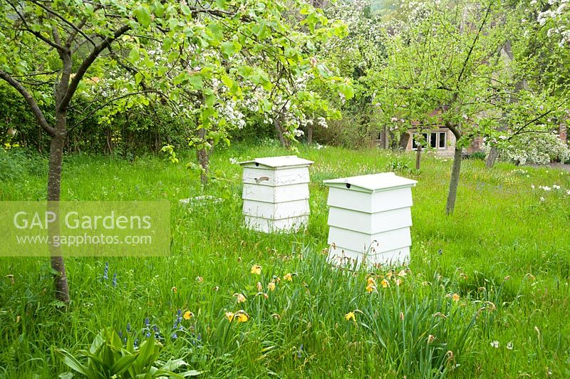 Bee hives in orchard. Job's Mill, Crockerton, Wiltshire, UK