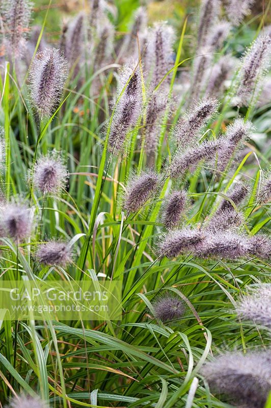 Pennisetum alopecuroides 'Red Head' - Chinese fountain grass 'Red Head'