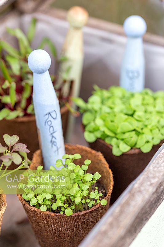 Microgreens in biodegradable pots in miniature greenhouse