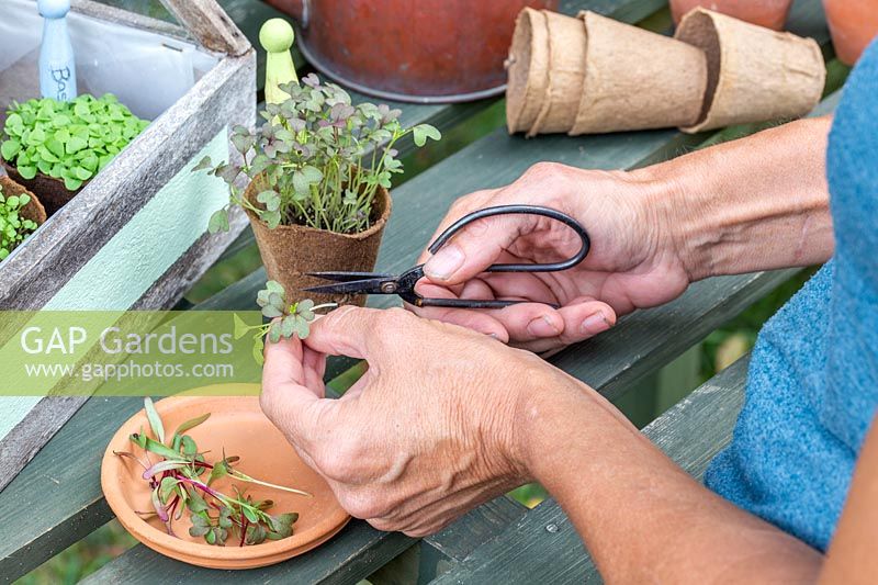 Woman cutting microgreens with scissors