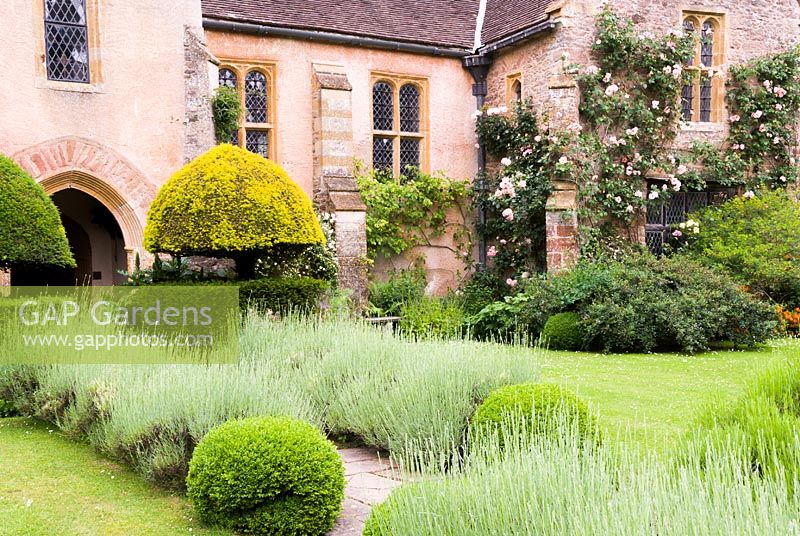 Courtyard garden with lavender and clipped yew, Cothay Manor, Somerset