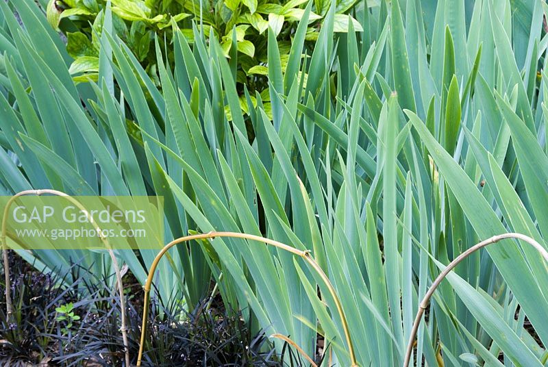 Irises and peonies with an edging of Ophiopogon planiscapus 'Nigrescens' and bamboo hoops 