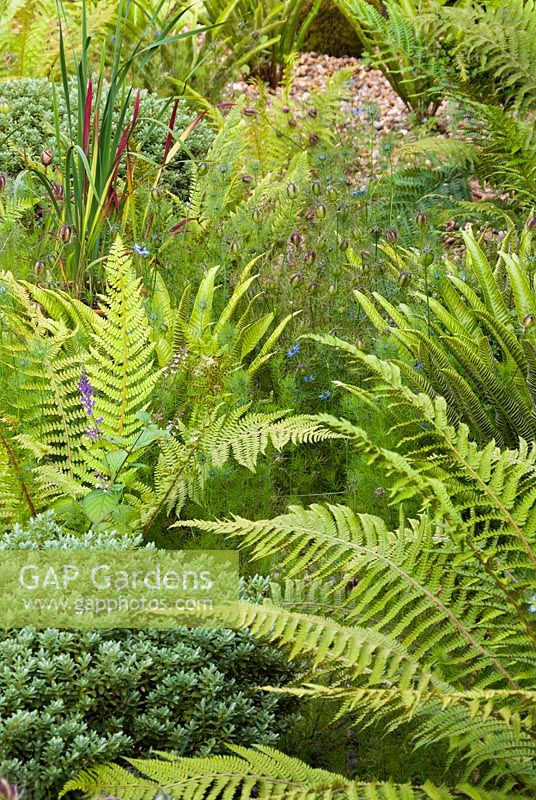 Gravel garden of self seeded Nigella, ferns, hebes, and Imperata. Hampshire, UK