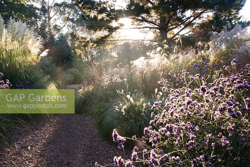 Early mornng sun illuminates grasses including miscanthus and Cortaderia 'Sunningdale Silver', verbena bonariensis. Knoll Gardens, nr Wimborne, Dorset, UK