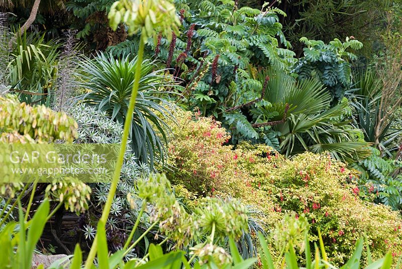 Mix of agapanthus seedheads, Melianthus major, Echium pininana, Echium candicans, fuschia and palms