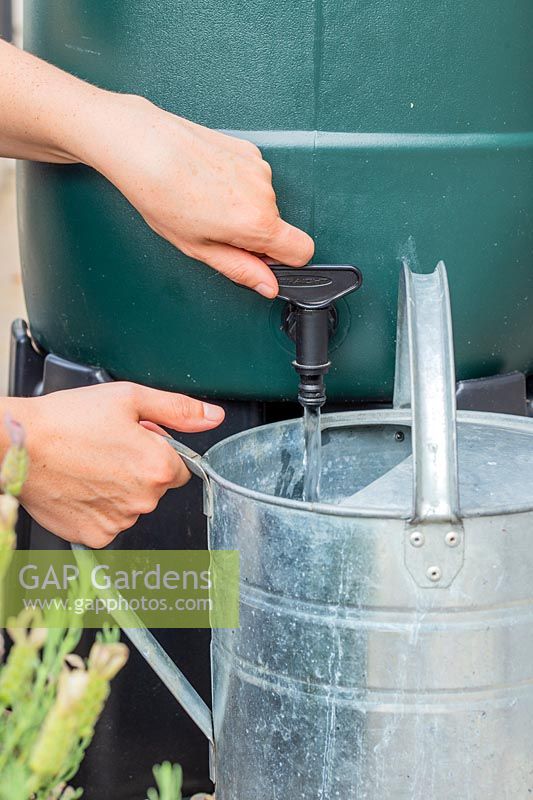 Woman filling up watering can from water butt. 