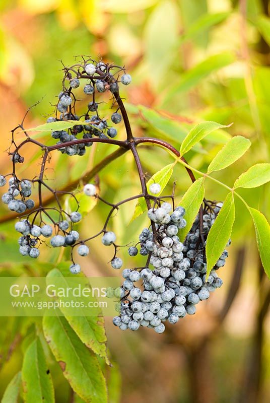 Sambucus nigra subsp cerulea - Blue Elderberry 