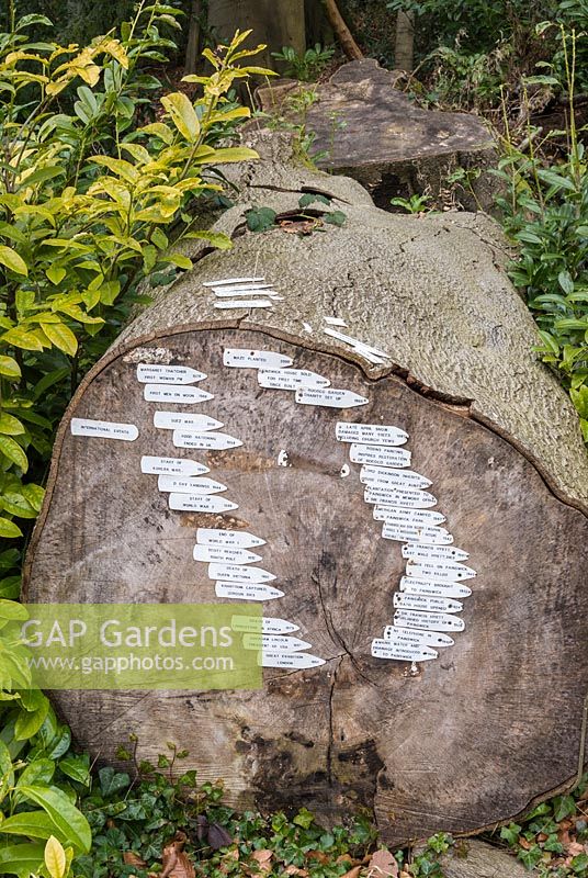 Historical time line marked through the trunk of a felled tree. Painswick Rococo Garden, Painswick, Glos, UK. 