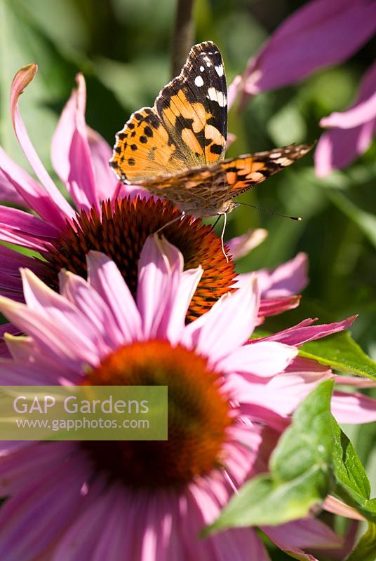 Vanessa cardui - Painted Lady butterfly - on Echinacea flower - Coneflower 