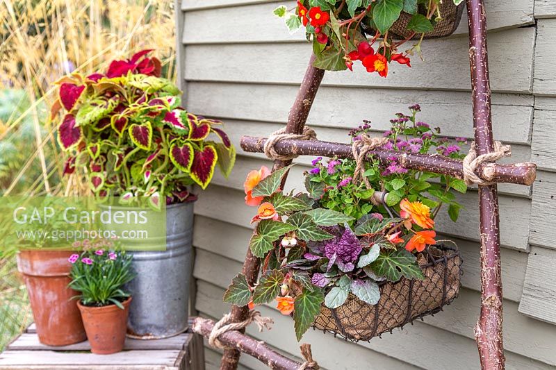 Wire baskets of bedding plant tied with rope to vertical hazel stick planter