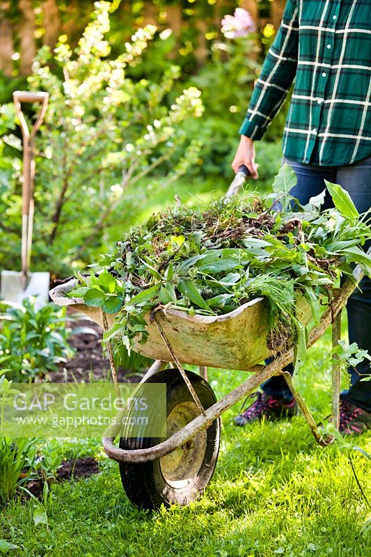 Woman pushing wheelbarrow full of garden waste