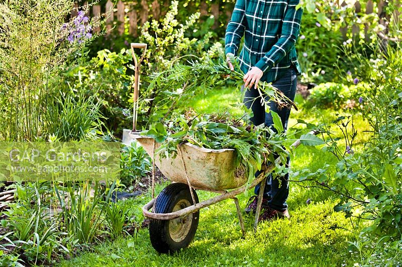 Woman collecting garden waste in wheelbarrow 