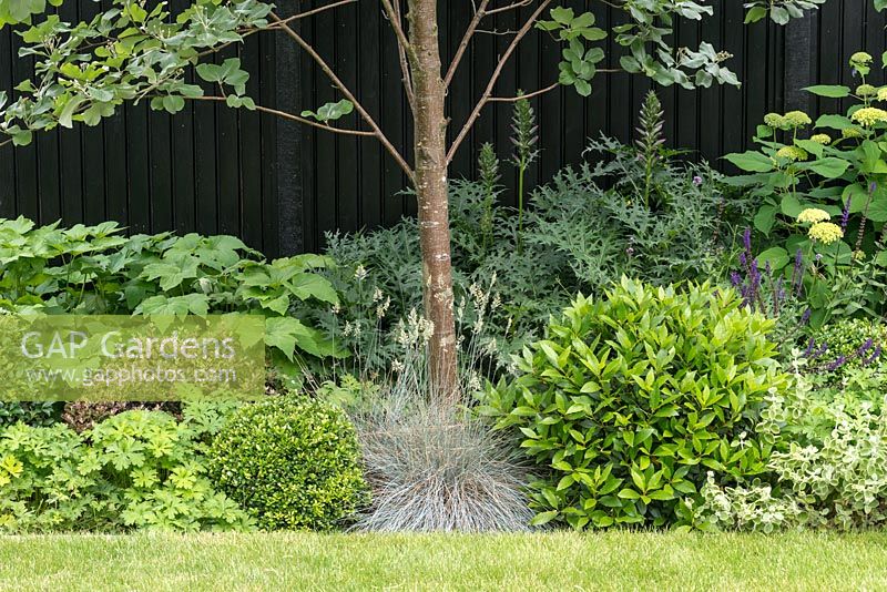 Whitebeam trunk in mixed border in contemporary garden. 