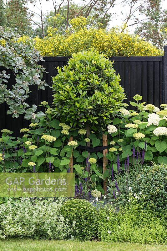 View of a border with standard bay tree, Laurus nobilis, underplanted with Hydrangea arborescens 'Annabelle'. 