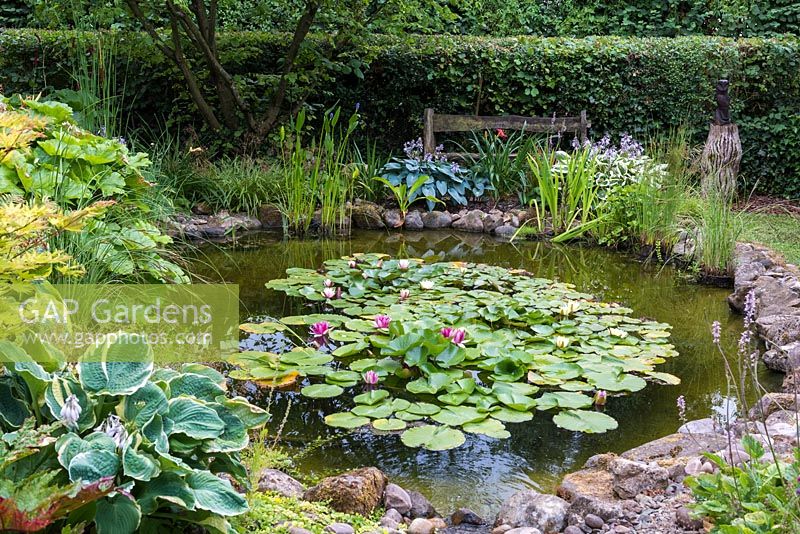 A stone-edged waterlily pond edged with Rheum, Hosta and Iris