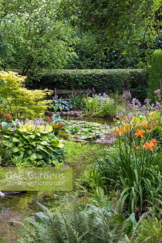 A pumped stream, edged with bog plants such as Hemerocallis - daylilies, Hosta and ferns tumbles down into
 a waterlily pond