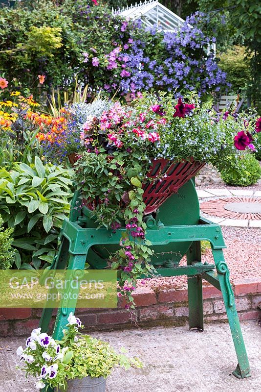 A washing mangle, newly-painted, is transformed into a container planted
 with lobelia, petunias, begonias, busy lizzies and Rhodochiton - trailing purple bell vine.