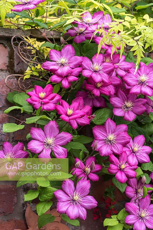 Trained up a wall, Clematis 'Ville de Lyon', a deciduous climber
 bearing masses of bright, carmine red flowers 