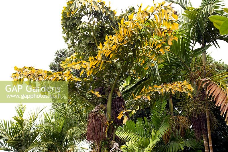 Caryota mitis - fishtail palm 