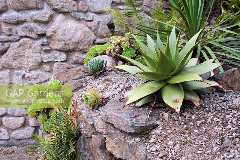 Succulents growing in gritty, well drained conditions on top of a stone wall