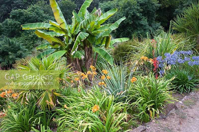 Banana surrounded by day lilies, agapanthus, watsonias and trachycarpus