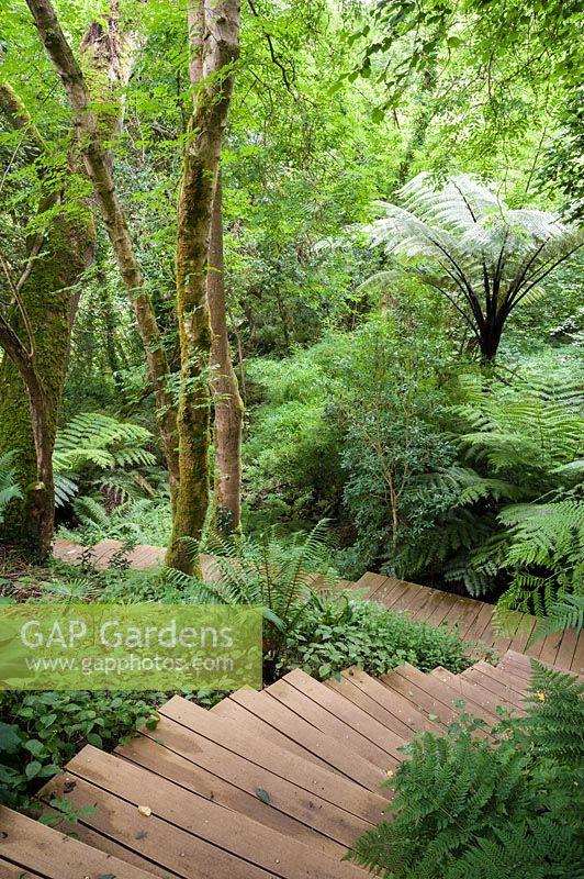 Wooden steps snake up through native woodland underplanted with lush ferns including tree ferns