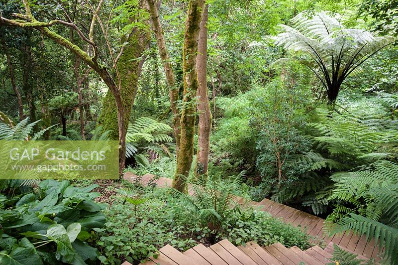 Wooden steps snake up through native woodland underplanted with lush ferns including tree ferns