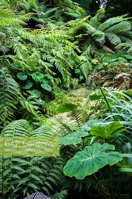 Bold foliage plants around a pond include ferns, tree ferns and colocasias