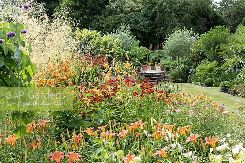 A hot late summer prairie style border planted with Helenium 'Sahin's Early Flowerer', Hemerocalis fulva, Lilium tigrinum and Stipa gigantea. Beyond, exotic borders and steps to potager.