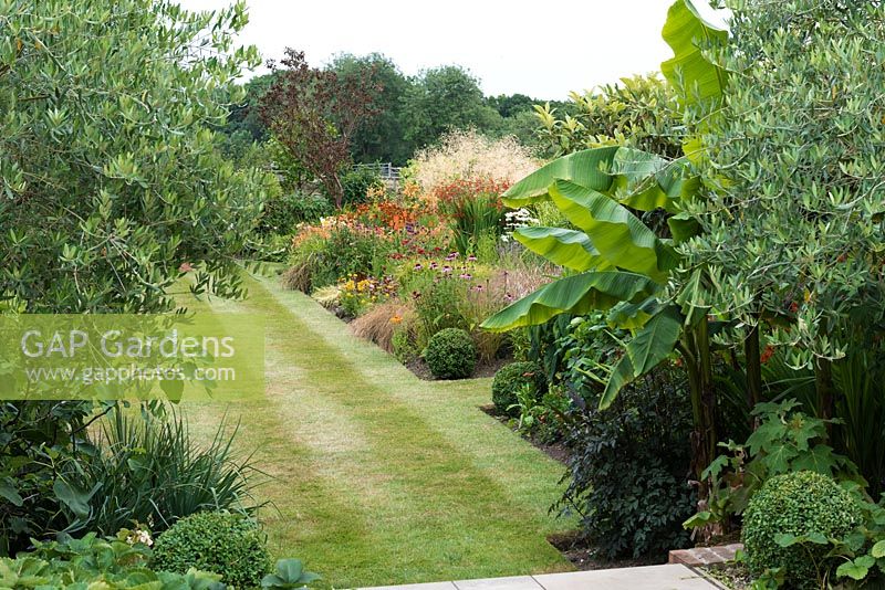 View from potager past olive trees and banana leaves to a hot late summer prairie style border and striped lawn.