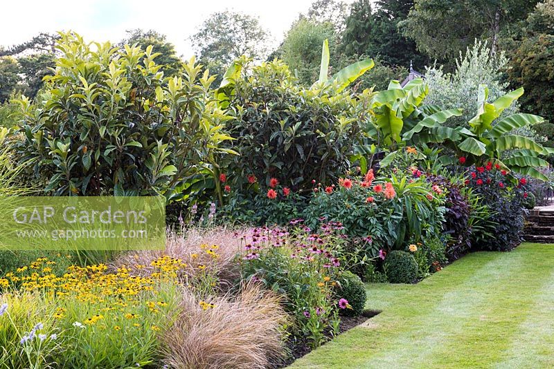 A colourful exotic late summer border with rudbeckia, Echinacea purpurea and dahlias in front of loquat trees, Eriobotrya japonica, and bananas , Musa basjoo.