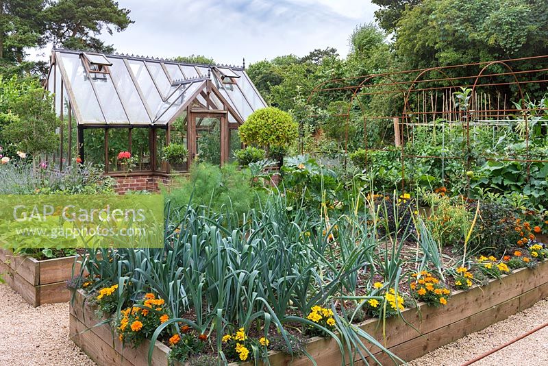 A potager of raised beds planted with vegetables. In one, there is companion planting of onions interspersed with French marigolds to repel whitefly. Behind, greenhouse.