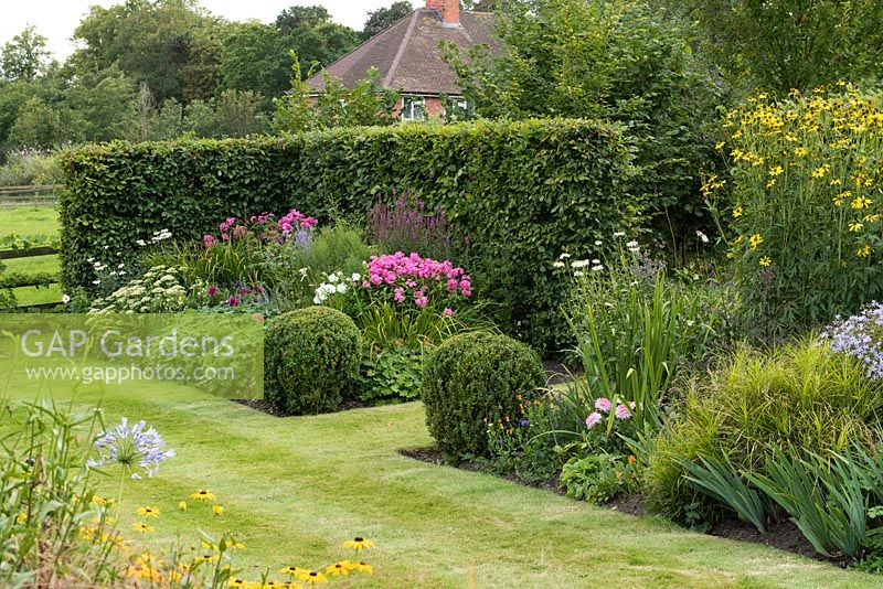 A country garden with late summer borders, box balls. Backed by a hornbeam hedge.