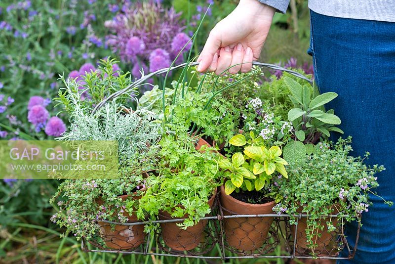 Person holding a vintage pot holder of herbs with thyme, curry plant, chervil, sage, chamomile, oregano, chives and viola.