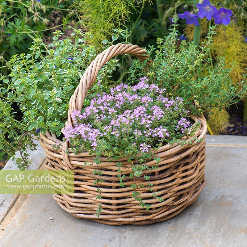 a small Thyme Herb Basket with three different varieties: Thymus vulgaris - common Thyme, Thymus serphyllum 'Russettings' - Creeping Thyme, and variegated Thymus pulegiodes 'Foxley'.

