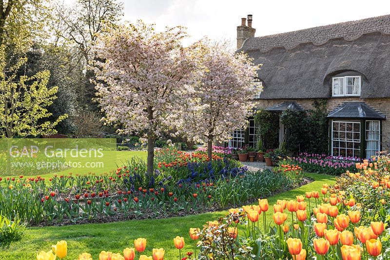 View of spring front garden with blossoming trees and massed tulips. 
