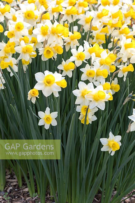 Narcissus 'Sempre Avanti' - Daffodil 'Sempre Avanti' 